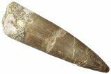 Fossil Plesiosaur (Zarafasaura) Tooth - Morocco #298302-1